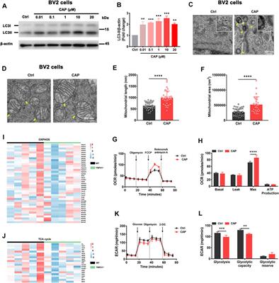 TRPV1-Mediated Microglial Autophagy Attenuates Alzheimer’s Disease-Associated Pathology and Cognitive Decline